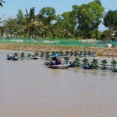 Quảng Ninh đảm bảo 100% tôm sạch